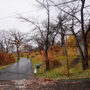 森林公園みたいなエリアの木々はかなりワイルド