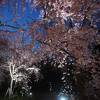 桜ライトアップ (京都府立植物園)