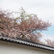 桜は見頃をちょっと過ぎていました