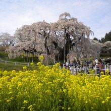 滝桜①