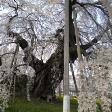 滝桜③