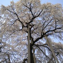 滝桜④