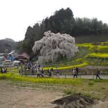 滝桜⑥