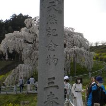 滝桜⑦