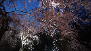 桜ライトアップ (京都府立植物園)