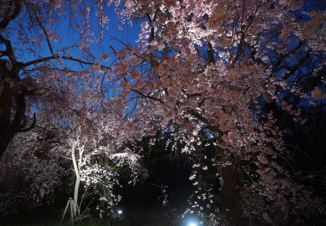 桜ライトアップ (京都府立植物園)