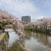 桜に囲まれて