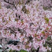 横浜の桜の名所