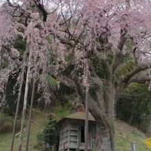 紅枝垂地蔵桜