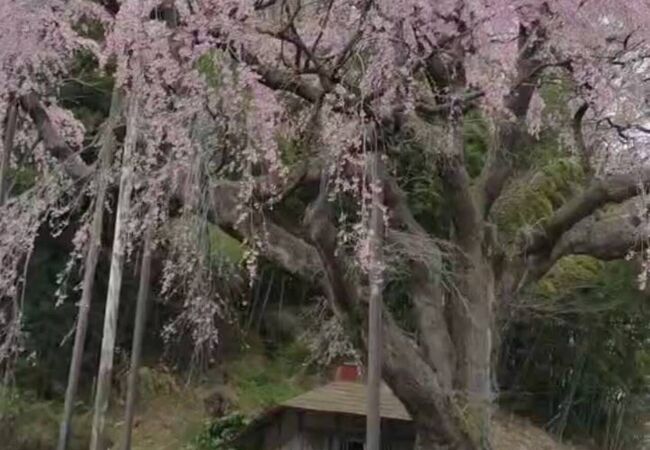 紅枝垂地蔵桜