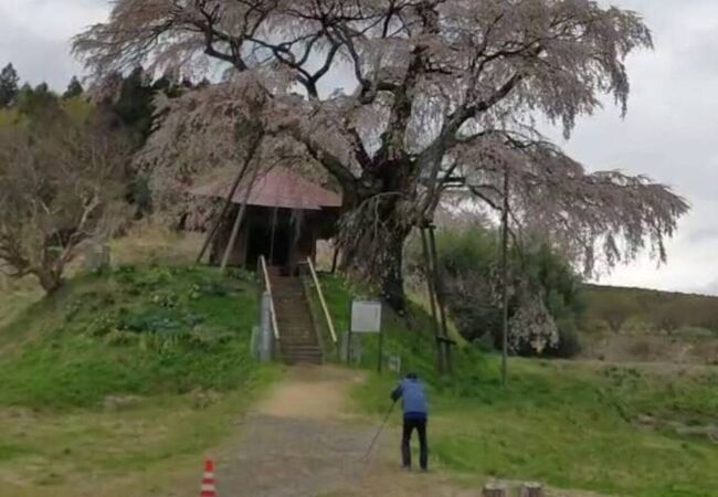 上石の不動桜