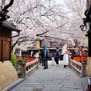 白川の清流に映える桜