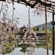 紅しだれ桜が美しい平安神宮神苑