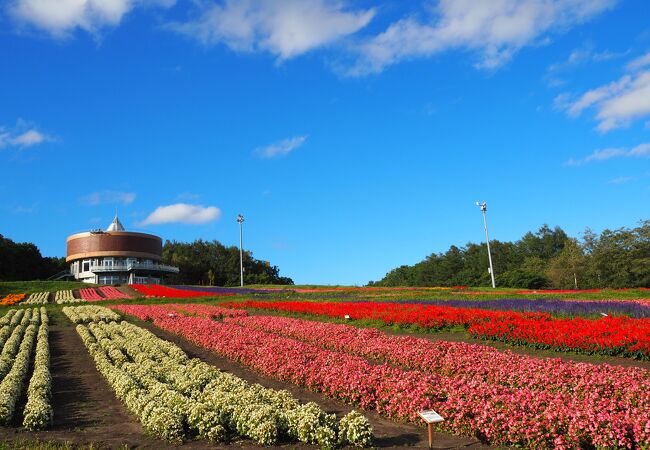 花が綺麗な時は最高です