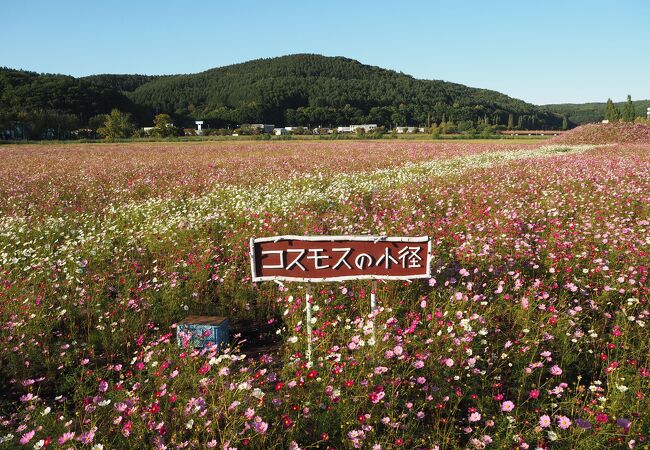 季節に寄るけどコスモス＆ひまわりのコラボを楽しめます