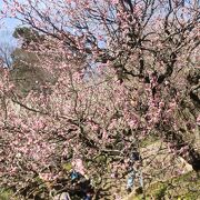 早咲きの梅が楽しめる人気観光地