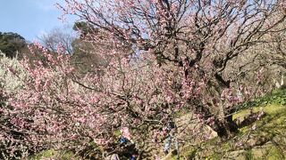 早咲きの梅が楽しめる人気観光地