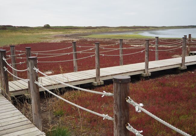 サンゴ草以外の楽しみがあるのかも
