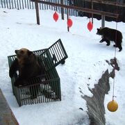 （再訪）クマの腕試し