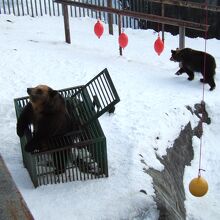 クマの腕試しでは、鉄のカゴも簡単に開けていました