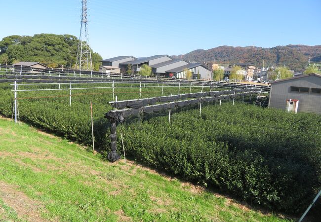 お茶と宇治のまち歴史公園