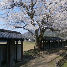 西山光照寺跡