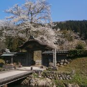 朝倉義景館跡の入口にあります