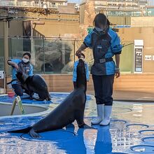 アシカのショーが