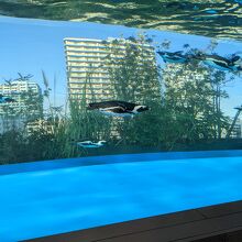 空飛ぶペンギン