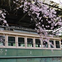 チンチン電車としだれ桜