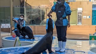 空飛ぶペンギンを見たくて