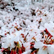 １面の桜