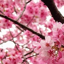ピンクな桜