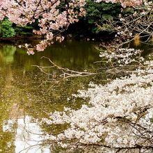 池と桜