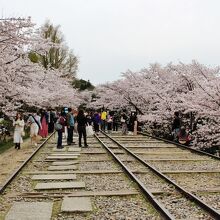 鉄路の両側は満開の桜並木