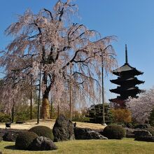 大きなしだれ桜と五重塔の景観