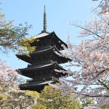 五重塔と桜