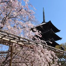 五重塔と桜