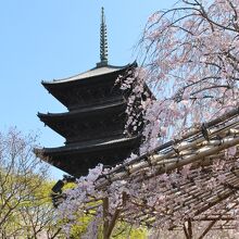 五重塔と桜