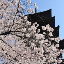 五重塔と桜