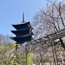 五重塔と桜