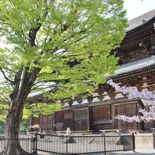 金堂前の新緑と桜