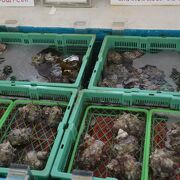 生簀には活きた魚貝がたくさんいました。