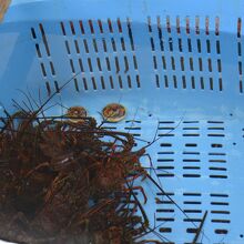 活きた伊勢海老もたくさんいます。