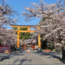 桜満開の平野神社正門