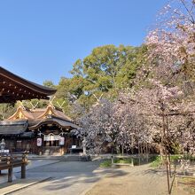 平野神社本殿と桜