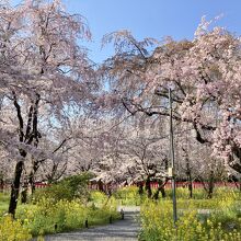 桜苑の苑内