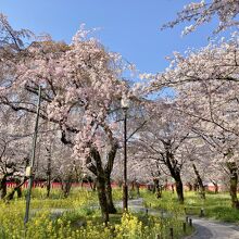 桜苑の苑内