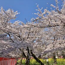 南門付近の満開の桜