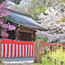 南門と桜